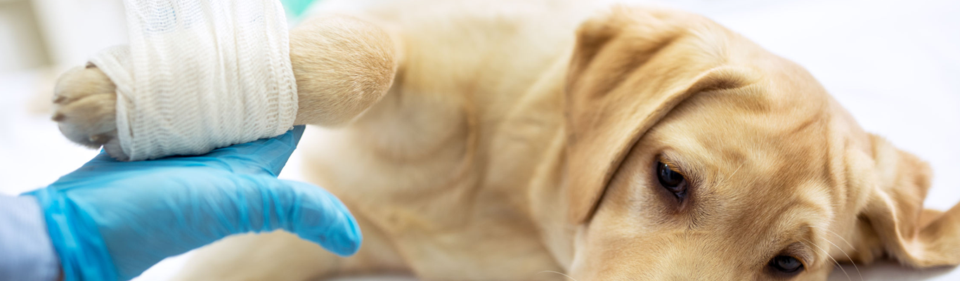 SOS Hospital Veterinário 24 horas